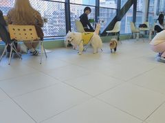 -怪兽屋·羊驼·猫咖·狗咖(俊华广场店)