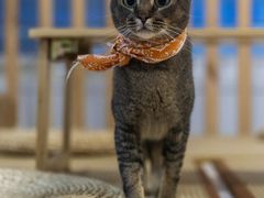 -柴迷FANS CLUB·柴犬狗咖·猫咖