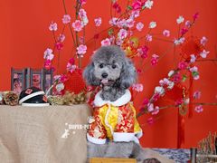 -超宠爱宠物摄影-Super pet