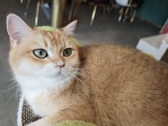 -飞行喵MR PILOT|猫舍·猫咖(静安大融城店)