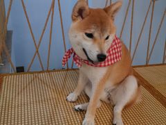 -柴迷FANS CLUB·柴犬狗咖·猫咖