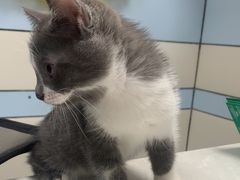 -中农国际动物医院24小时·猫科·骨科·急重症中心