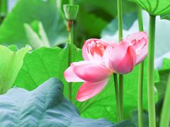 -陈家山荷花公园