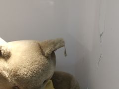 -成都泰迪熊博物馆