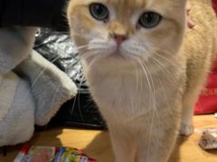 -李小姐の猫咖啡馆(五角场店)