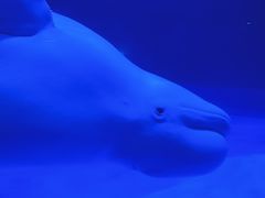 -上海海昌海洋公园-冰山北极馆