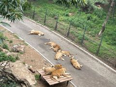 -大连森林动物园