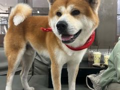 -Dog in Town Ekkamai