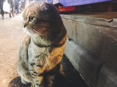 -老白家水盆羊肉
