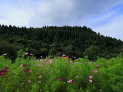 -武陵山森林公园
