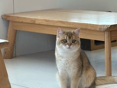 -Let's go狗咖·猫咖·奶狗·桌游(春熙路IFS店)