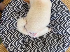 -柴犬小屋·柴餐厅·狗咖食堂(金鼎广场店)