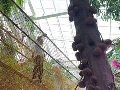 -正佳雨林生态植物园