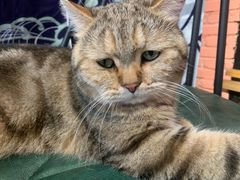 -喵屿·大理花园猫咖