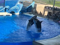 -上海海昌海洋公园