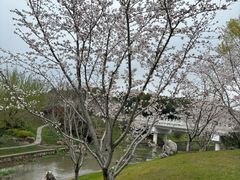 -羊山湖公园