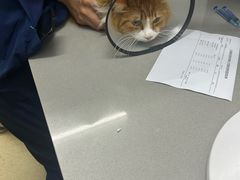 -爱侣宠医·鹦鹉专科·小型哺乳类·异宠专科(灵石路店)