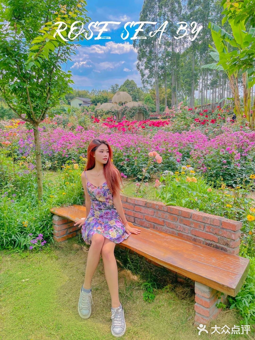 成都打卡💕漫山遍野的玫瑰花为你而开 爱丽丝花园