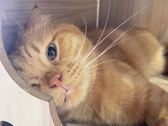 -藏猫猫咖啡主题馆(中央大道店)