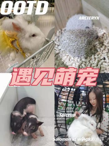 兔兔这么可爱，一定要撸兔兔