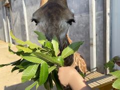 -西霞口神雕山野生动物世界