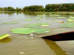 -洪湖生态旅游区