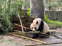 -都江堰中华大熊猫苑