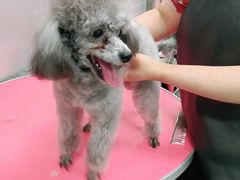 -宠福鑫康馨动物医院·骨科·眼科