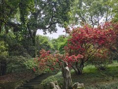 -南山植物园