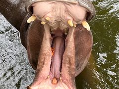 -海南热带野生动植物园