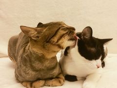 -PETKIT 小佩宠物·低压洗护·美容·寄养(安远店)