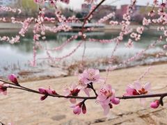 -桃花堤公园