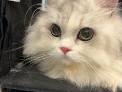 -瑞鹏宠物医院·骨科·猫科·内科(第一中心)