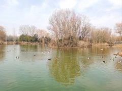 -西安浐灞国家湿地公园