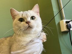 -柯斗斗主题餐厅·狗咖·围炉煮茶·茶饮(国瑞升平里店)