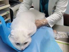 -纳吉亚猫专科动物诊疗中心(蒋宅口分院)