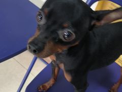 -瑞派福兴宠物医院犬猫全科·骨科·中西医结合(河东店)