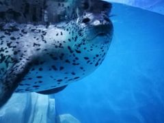 -多彩贵州城极地海洋世界