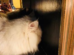 -more than meow吴止猫主题餐厅(承德 中船汇店)