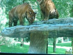 -北京野生动物园