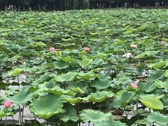 -荷塘月色湿地公园·向阳花洲