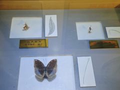 -上海昆虫博物馆