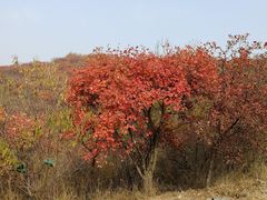 -北京西山国家森林公园