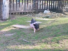 -洪湖家庭农场·团建·露营·会议