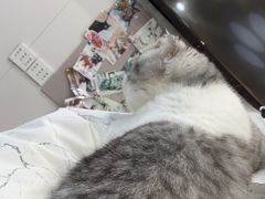 -芭比堂动物医院·CT·微创中心(新顺分院)