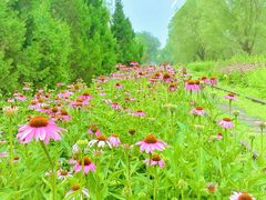 -永定河休闲森林公园