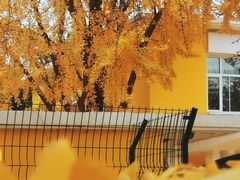 -三里屯东五街银杏大道