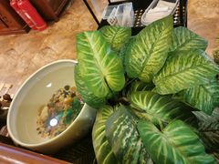 -荷花泰菜(东方新天地店)