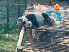 -大连森林动物园