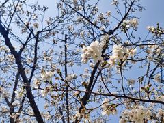 -西北湖绿化广场